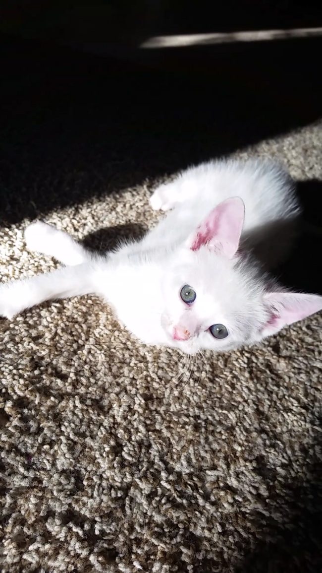 But he had also discovered that roaming the house was fun, too. Look at those eyes!