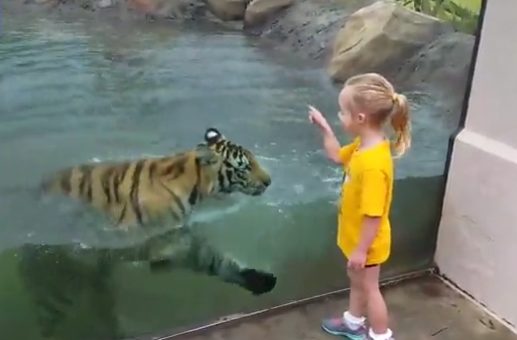 When her parents started recording her, it was clear that Mike VII was very interested in the girl. "He kind of took to her pretty quickly," her dad, Shawn, said. "She would run around the whole enclosure, and everywhere she went he would follow her."