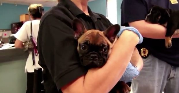 Inside, they found 26 English and French bulldog puppies. They were all severely dehydrated.