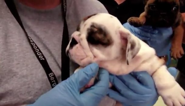Once safe in the air conditioning, they drank bowls and bowls of water.