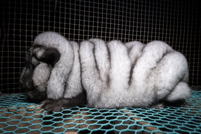 Finnish farmers had been intentionally breeding them this way to increase the amount of fur on their bodies.