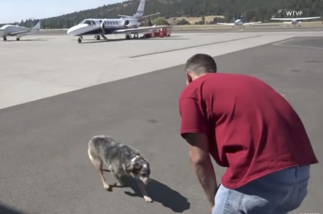 Not long after stepping off the plane, Blue could be seen running into the arms of her beloved owner.