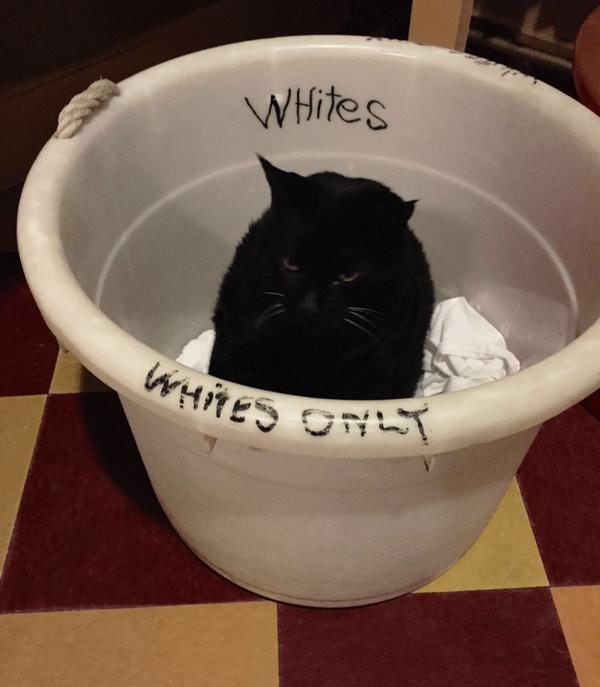 This cat isn't about to let his laundry be segregated.