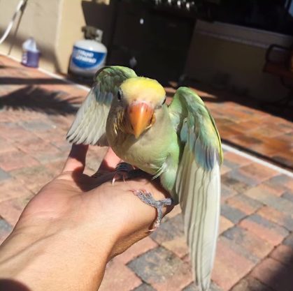 Lemon used to have a full set of feathers, but as her disease progressed...