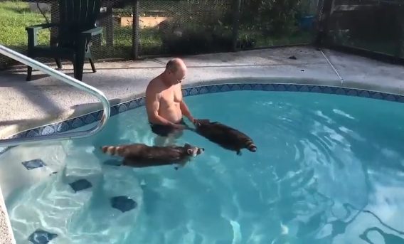 These raccoons are a bit on the chubby side, so Vicki and her husband like to take them into the pool for a little exercise.