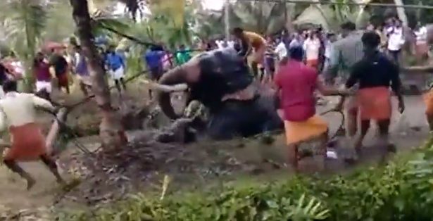 They spent more than 17 hours trying to rescue the elephant before they finally pulled it out.