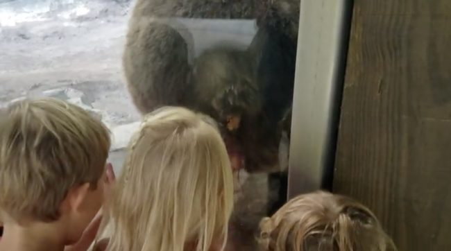 But when one bear made eye contact with the kids and made its way over to their side of the exhibit, everyone was in awe.