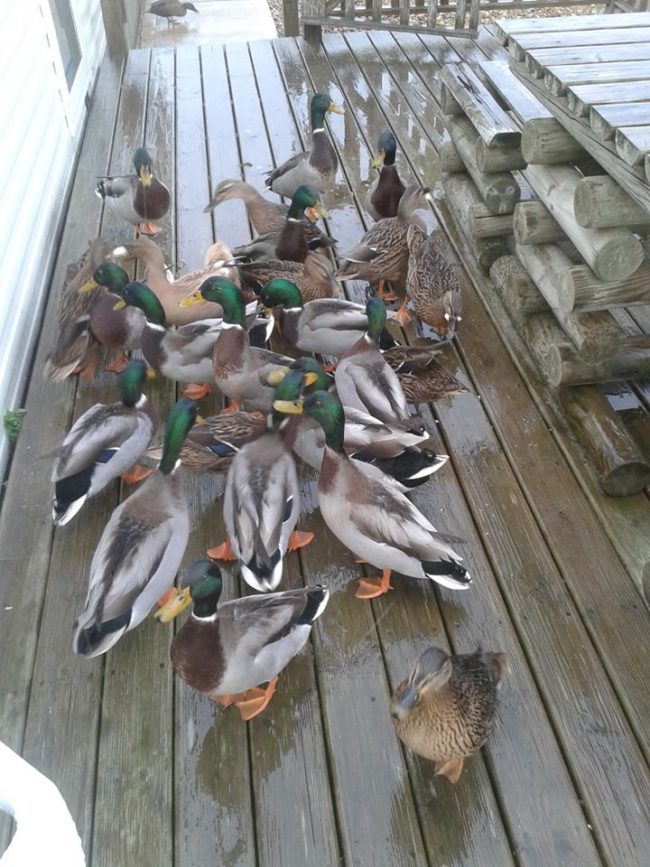 "Fed two ducks yesterday on the porch and woke up to this today..."