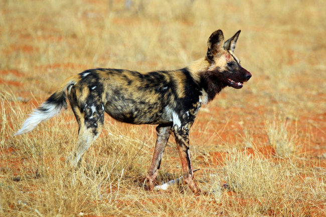 Five African wild dog packs from the Okavango Delta in Botswana were recorded engaging in 68 social rallies.