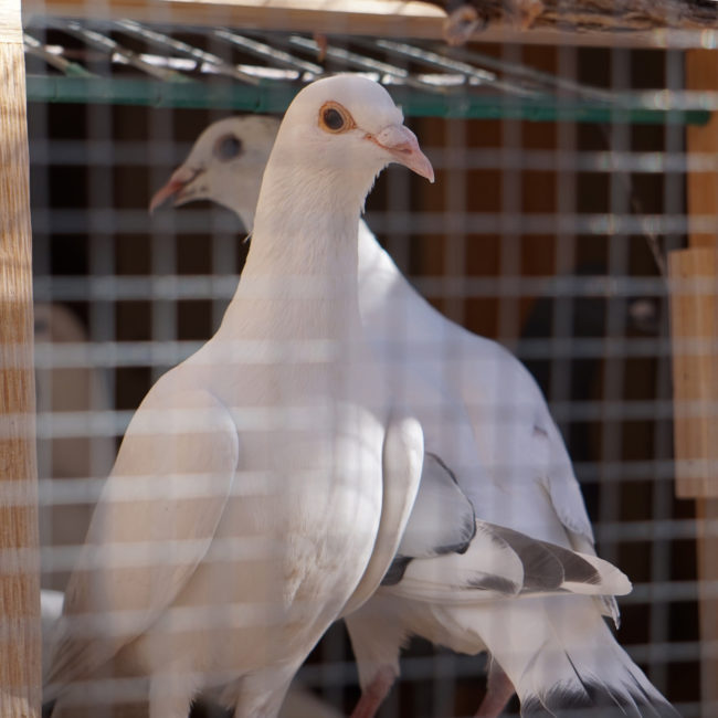 In a 2016 study, European scientists found that with homing pigeons, either the leader will fall back into the flock and let others take over when it doesn't know where it's going, or the flock won't follow the leader when they realize they're going the wrong way.