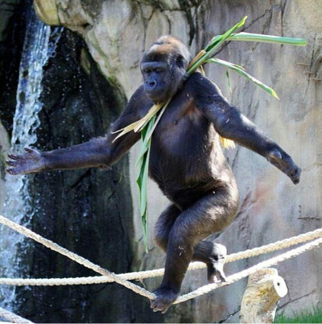 This gorilla at the Taronga Zoo in Sydney, Australia, taught himself how to walk a tightrope.