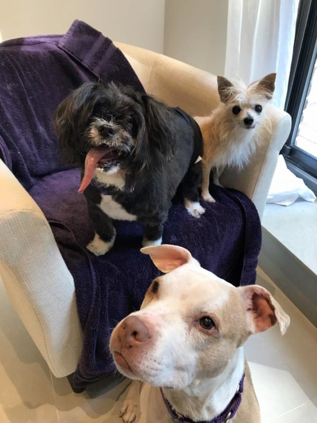 What's cuter than one senior dog? THREE!