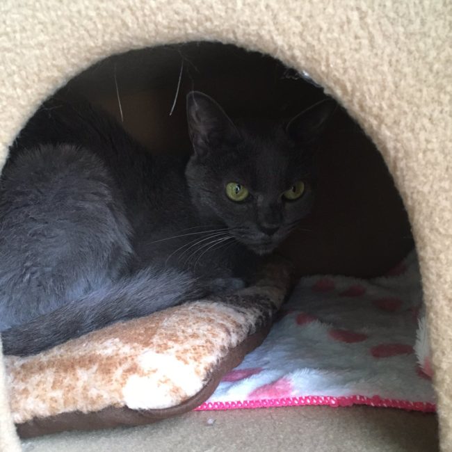 She's not mad, though! She's safe and healthy in a Tokyo shelter.