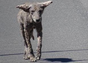This is not a malnourished or stray dog. Rather, it's a coyote with mange. 