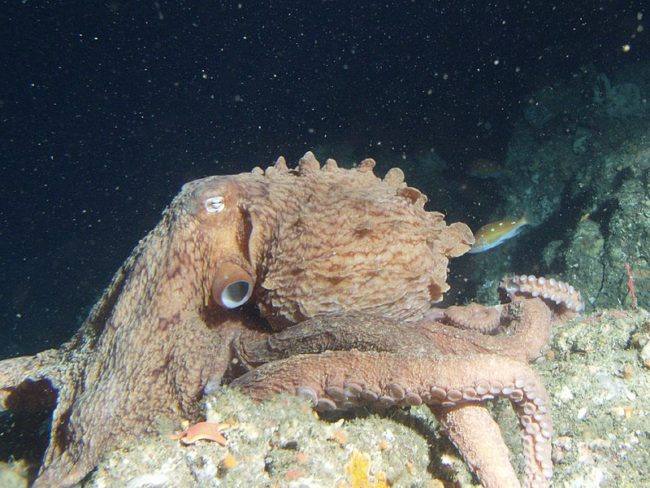 These researchers discovered that octopuses can recognize different people.