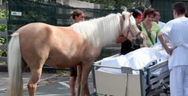 The 58-year-old just wanted to see her beloved horse, Dana, one more time before she passed away.