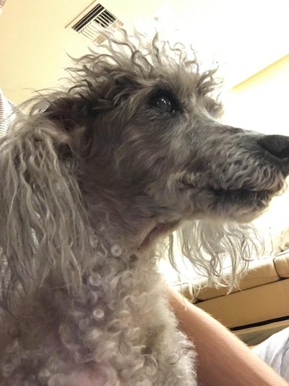 This granny can't get enough of her owner's affection.