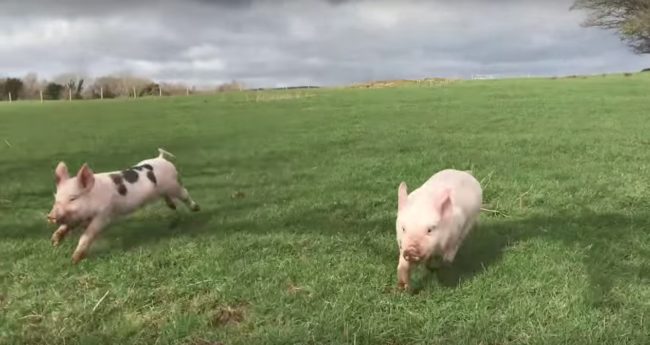 And then the piglets let loose. Look at them run!
