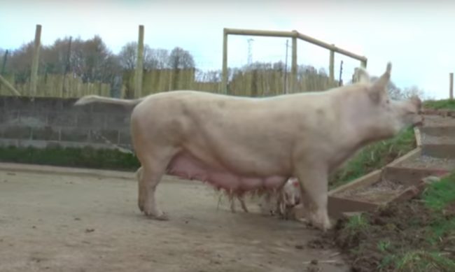 But once they realize they have room to run, momma leads the way.