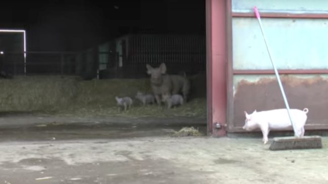At first, almost everyone is a little hesitant to poke their heads out of the barn.