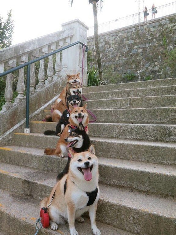 Ok doggies, now let's get in formation.