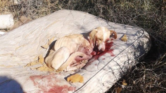 Milagros was still alive by the time she was taken to a veterinary hospital, but the wounded puppy didn't make it.