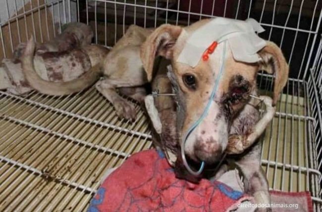 Veterinarian Frederico Lopez worked with his team for six hours to reconstruct her jaw. She'd also lost her left eye. But despite their efforts, she died a few days later.