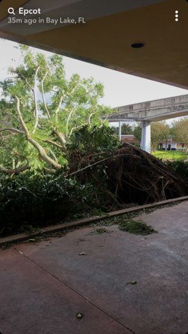 And trees could be found uprooted all over.