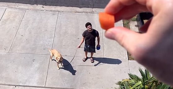 Olive the yellow Labrador is pretty talented when it comes to catching carrots in her mouth, even when they're being thrown from two stories up.