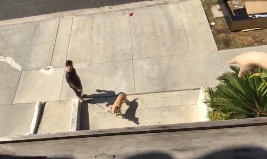 She didn't do so well on the subsequent throws, but that could be because she just needed a tastier motivator. 