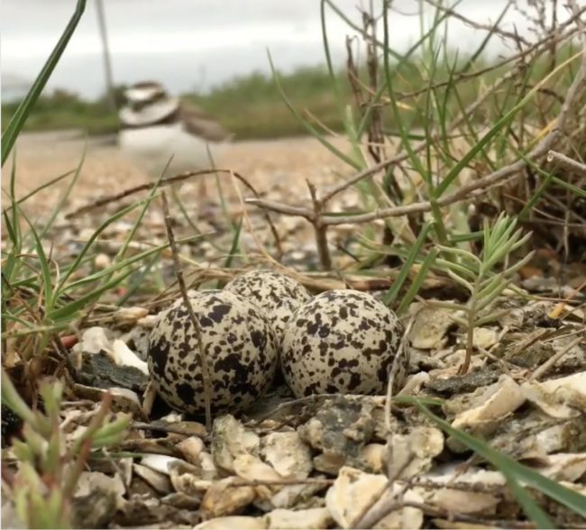 First you'll see the little nugget scuttling along in the background toward her nest.