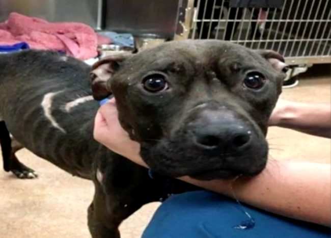 They were involved in dog fighting, and in addition to those injuries, they were clearly beaten regularly. They were abused and neglected in every way.