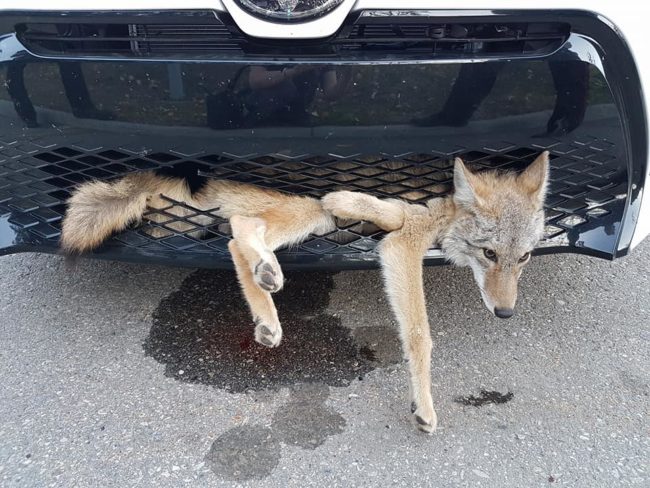 Knox was flagged down by a construction worker at an intersection, who told her the coyote was not dead as she thought. It was embedded in her car and very much alive.