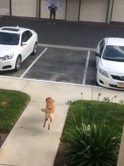 As soon as he knew the man was home, he practically flew down the stairs and sprinted toward his favorite human.