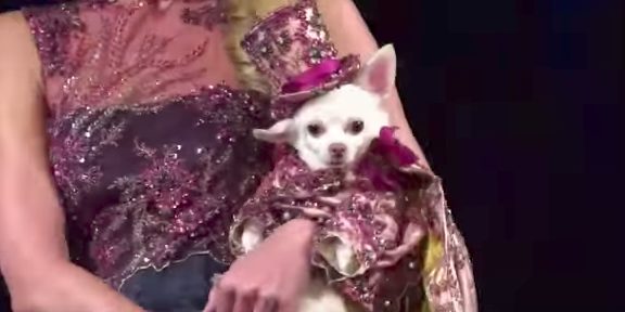 In addition to designing for humans, Rubio makes fantastic outfits for his dog models.