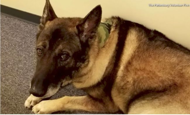 But before taking him to the vet for the last time, local fire departments, police deparments, and other rescue crews joined together to give Timmy an emotional sendoff worthy of a local hero.