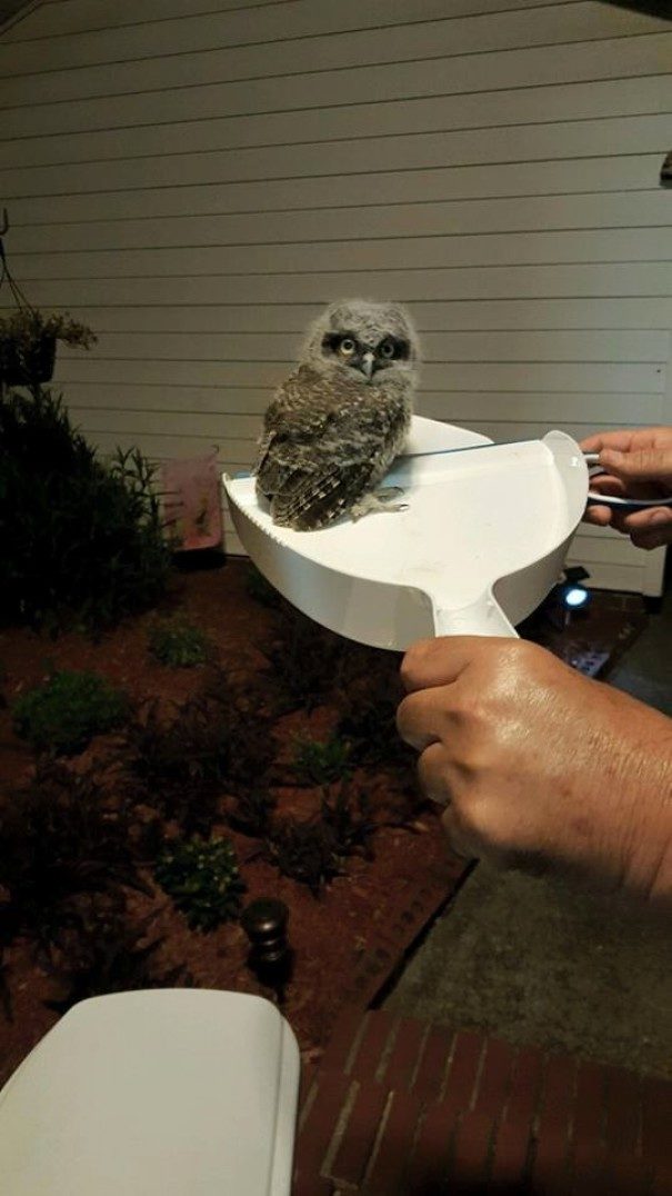 They thought it was just another dead bird courtesy of the cat. Turns out this owl baby isn't dead yet!