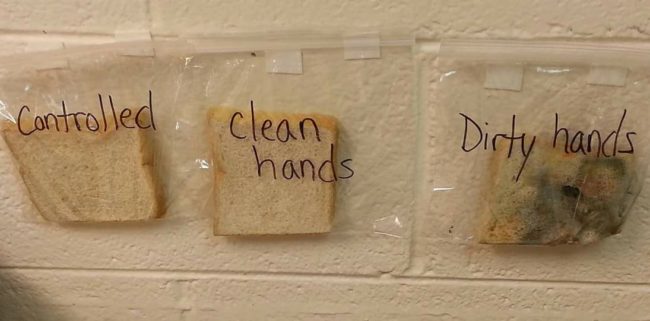 Allen placed three slices of bread inside plastic bags, using gloves for the first, freshly washed hands for the second, and for the third, she passed it around the class and let everyone touch it before bagging it. A few days later, the differences spoke for themselves.