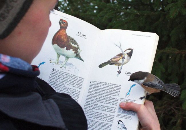 "This bird landed on the page about itself."
