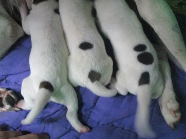 "Dog gave birth to three puppies, each with their own corresponding number on their back."
