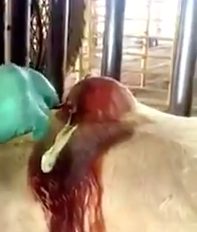 This cow has a cyst that's basically the size of your head. It's probably in so much pain, and it clearly needs to be dealt with.