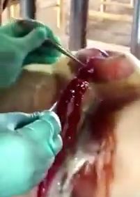 The vet carefully pops it with surgical instruments, and that's when the pus and blood really start flowing. 