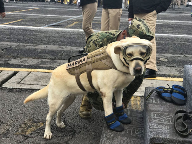 This search and rescue dog has already helped find more than 50 survivors in the devastating aftermath of disasters.