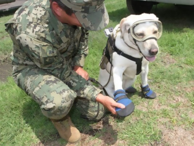 She also has military-grade booties to keep her paws in working shape. She may look a little silly, but she's a badass.