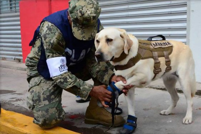 Frida is part of SEMAR, the Mexican Navy's canine unit. They were dispatched after the earthquake.