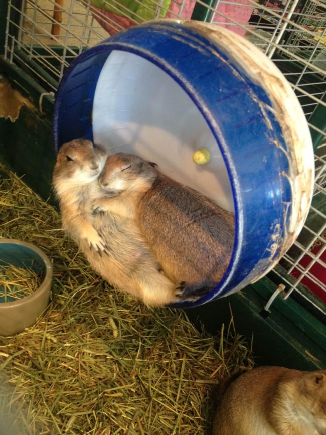 These two adorable critters are the embodiment of lazy Sundays.