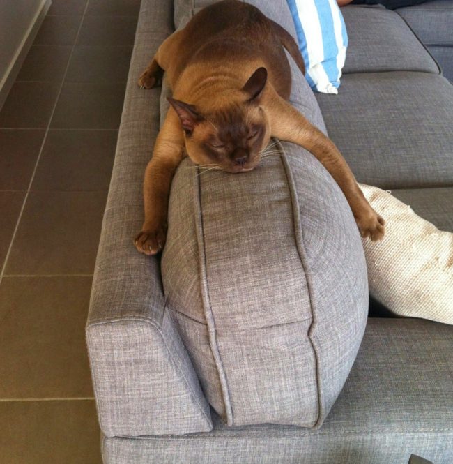 They say cats are among the most graceful creatures...