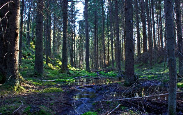 The society did not merely sit about pontificating about the existence of fairies. Instead, they compiled a rich archive of reports from across the country of different fairy sightings.