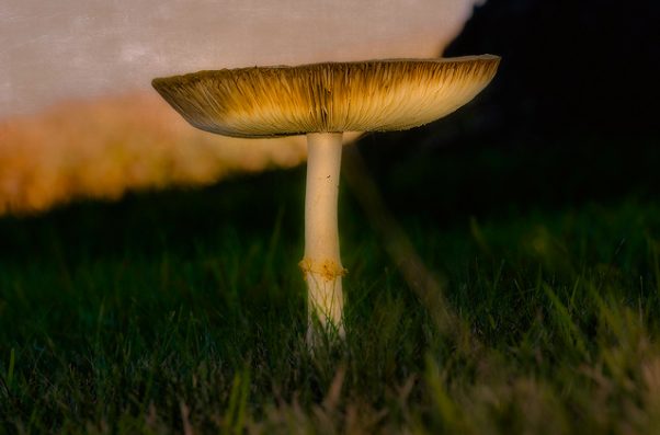 A group including Quentin Craufurd, scientists, and an unnamed woman went further and attempted to contact fairies using the psychic technique of automatic writing blended with the modern technology of the wireless radio and photographs.