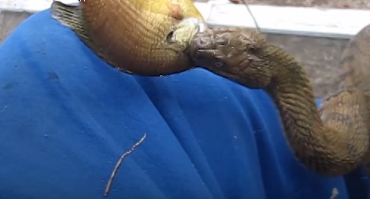 Of course, the fish in his hand was more than likely her greatest source of motivation.